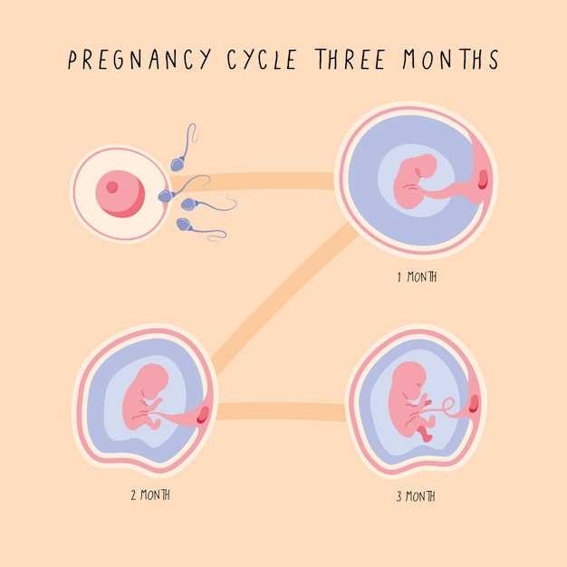 Сколько яйцеклеток созревает у женщины за месяц?