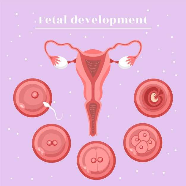 Зародыш и эмбрион: определение и стадии развития